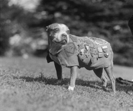 Sergeant Stubby