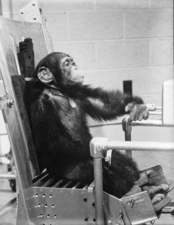 The Tragic Tale of Ham The Chimp • Morbidology