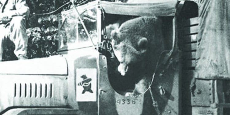 Wojtek - The Polish Soldier Bear
